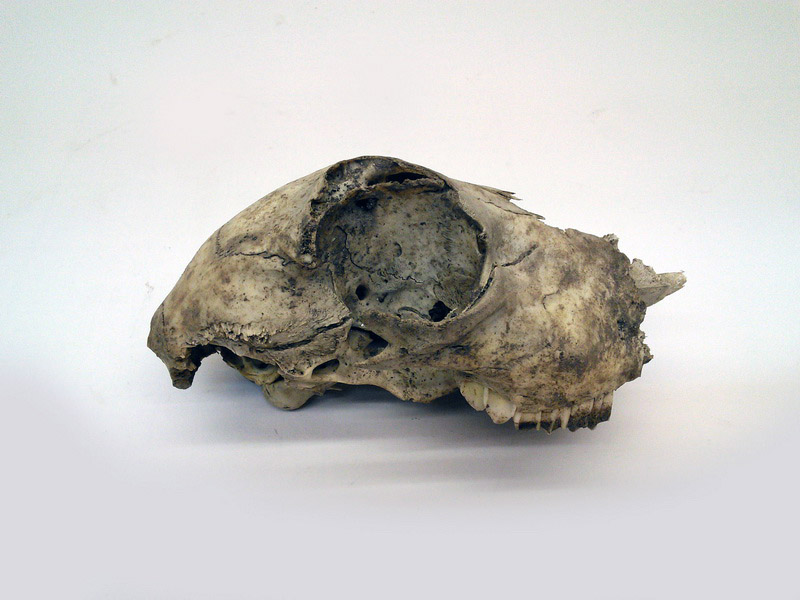 craneo animal 15x10x6 1u